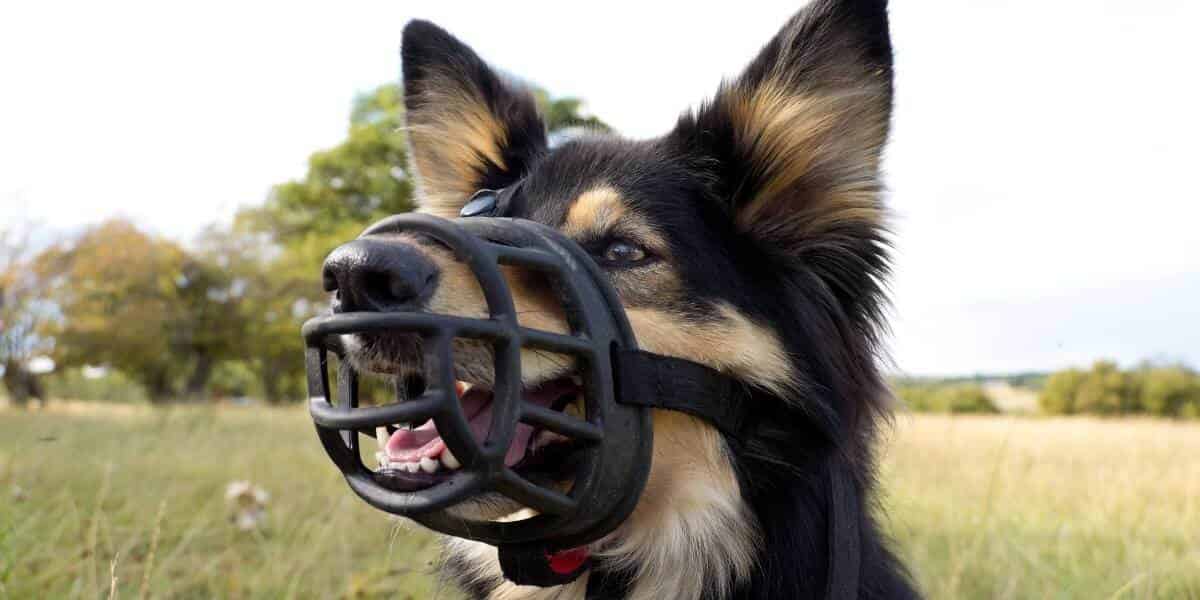 Quelle muselière pour un chien qui mange tout ?