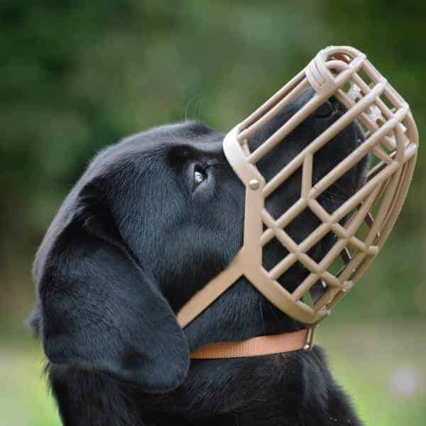 Quelle muselière pour un chien qui mange tout ?