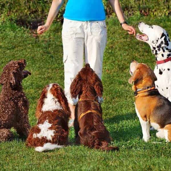 Comment apprendre à un chien à ne pas manger n'importe quoi ?