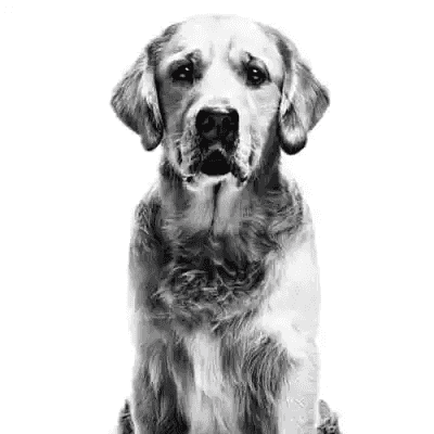 Nourriture pour chien