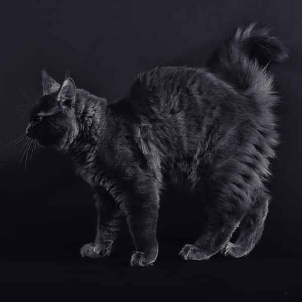 Maine Coon Noir