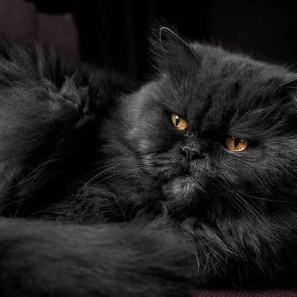 Quels sont les plus gros chats noirs ?