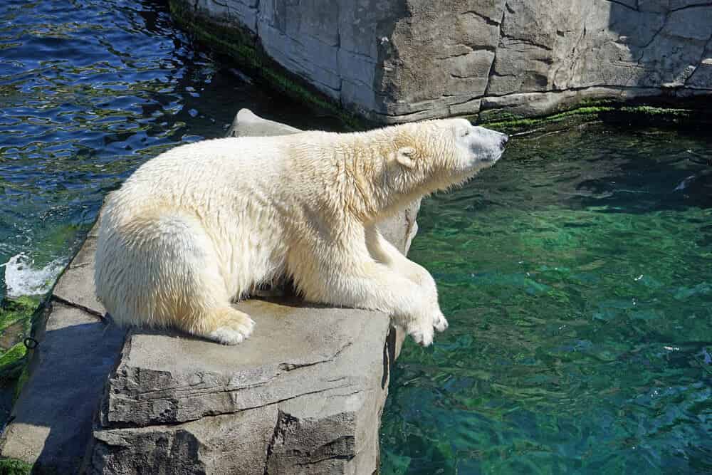 Ours polaire mignon
