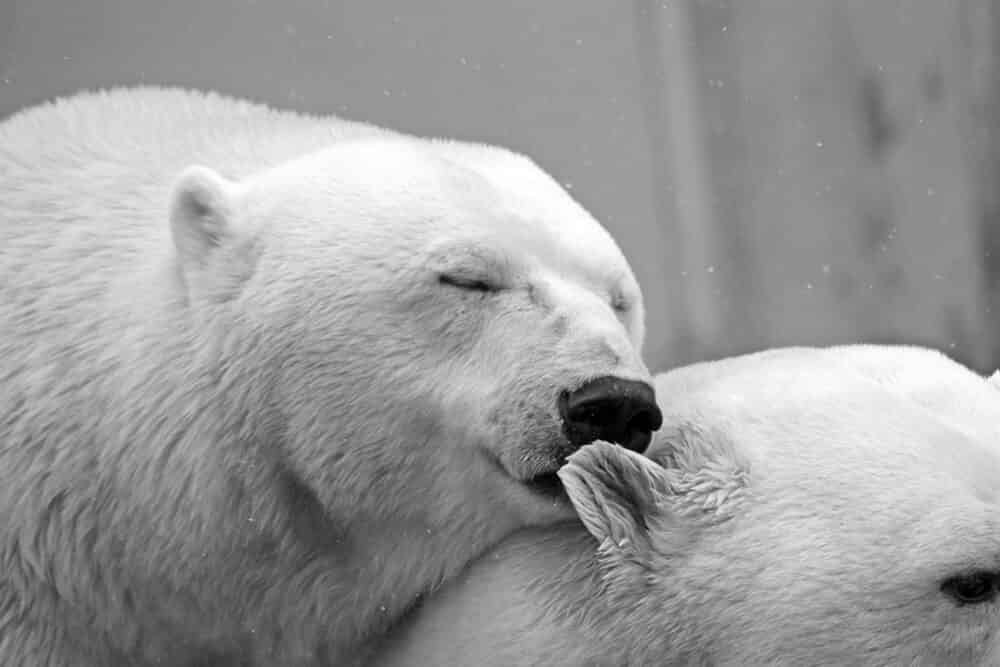 Ours polaire mignon