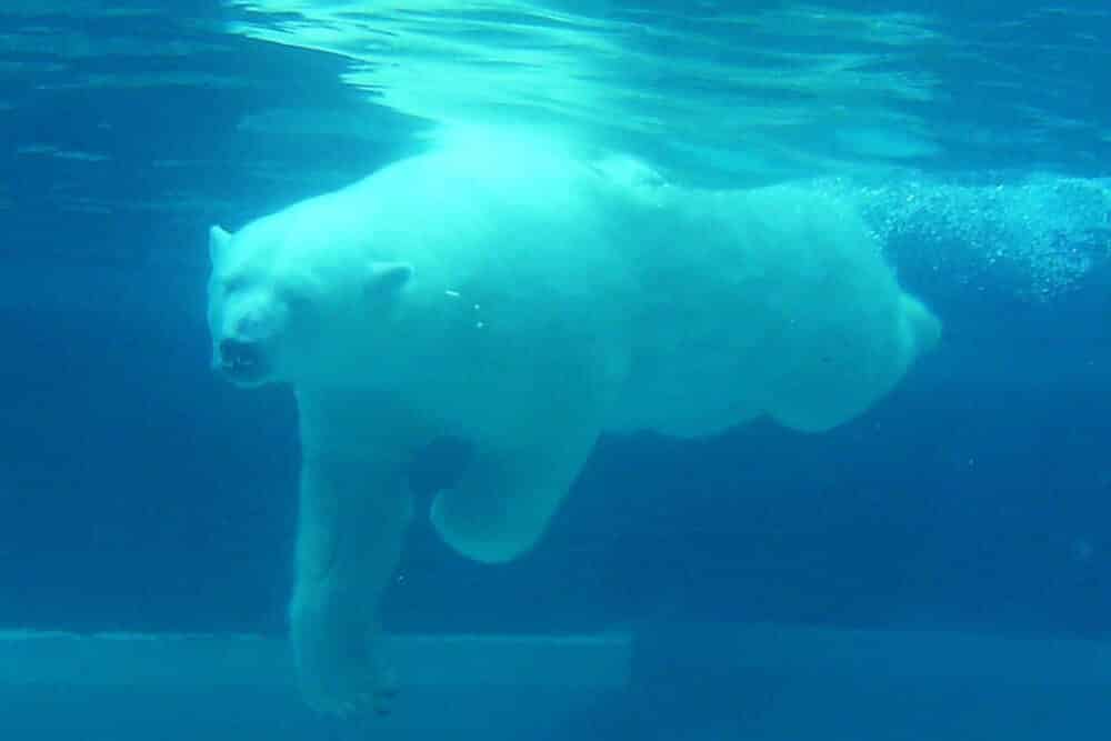 Ours polaire mignon