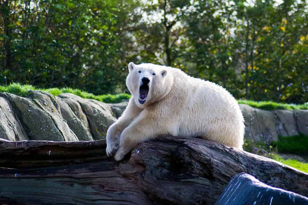Ours polaire mignon