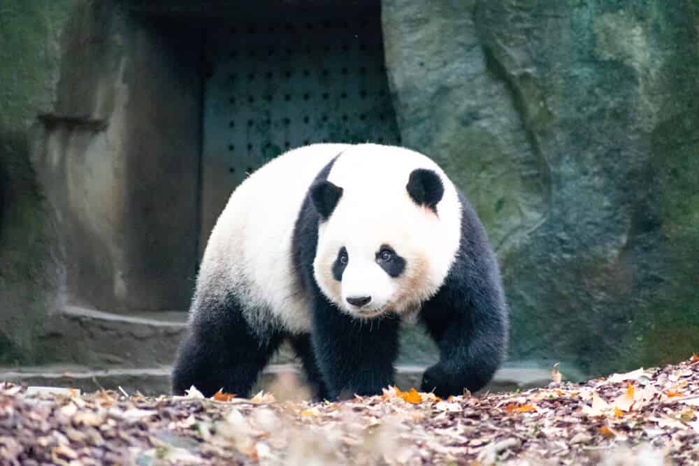 Panda géant mignon