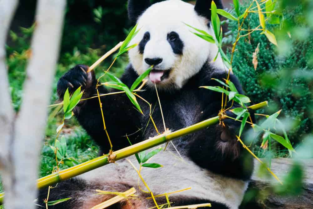 Panda géant mignon