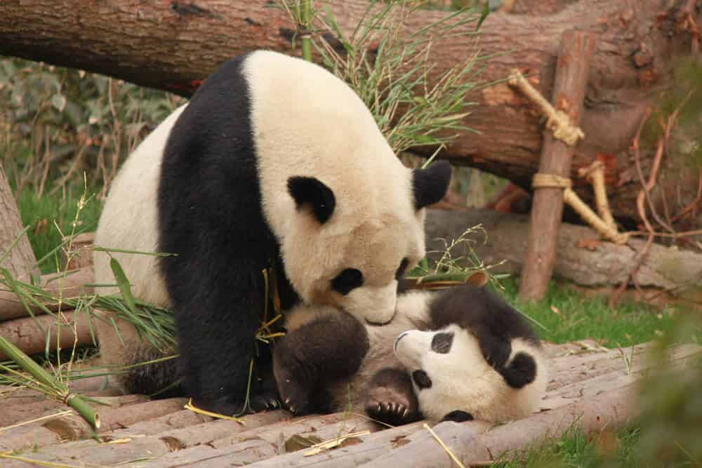 Panda géant mignon