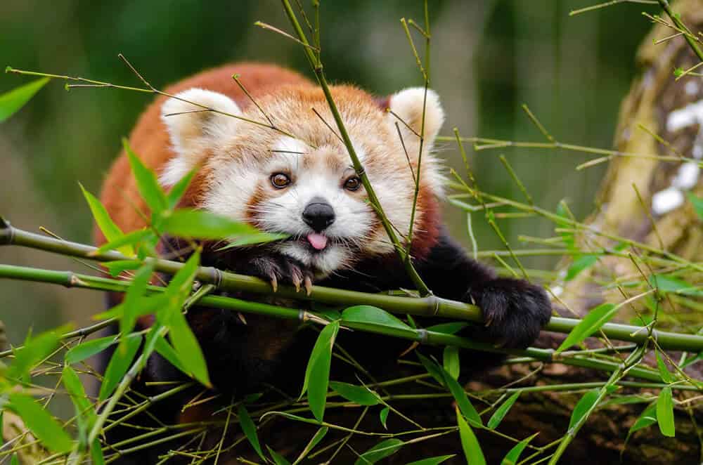 panda roux mignon