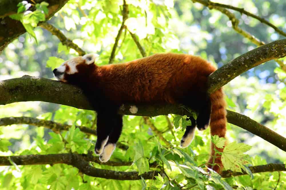 panda roux mignon