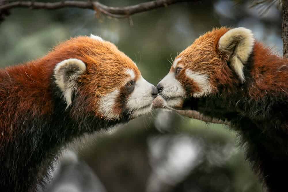 panda roux mignon