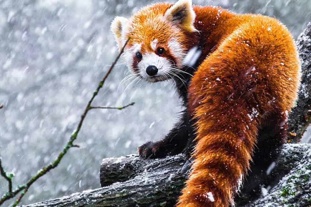 panda roux mignon