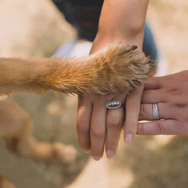 Nettoyer rapidement les pattes de son chien