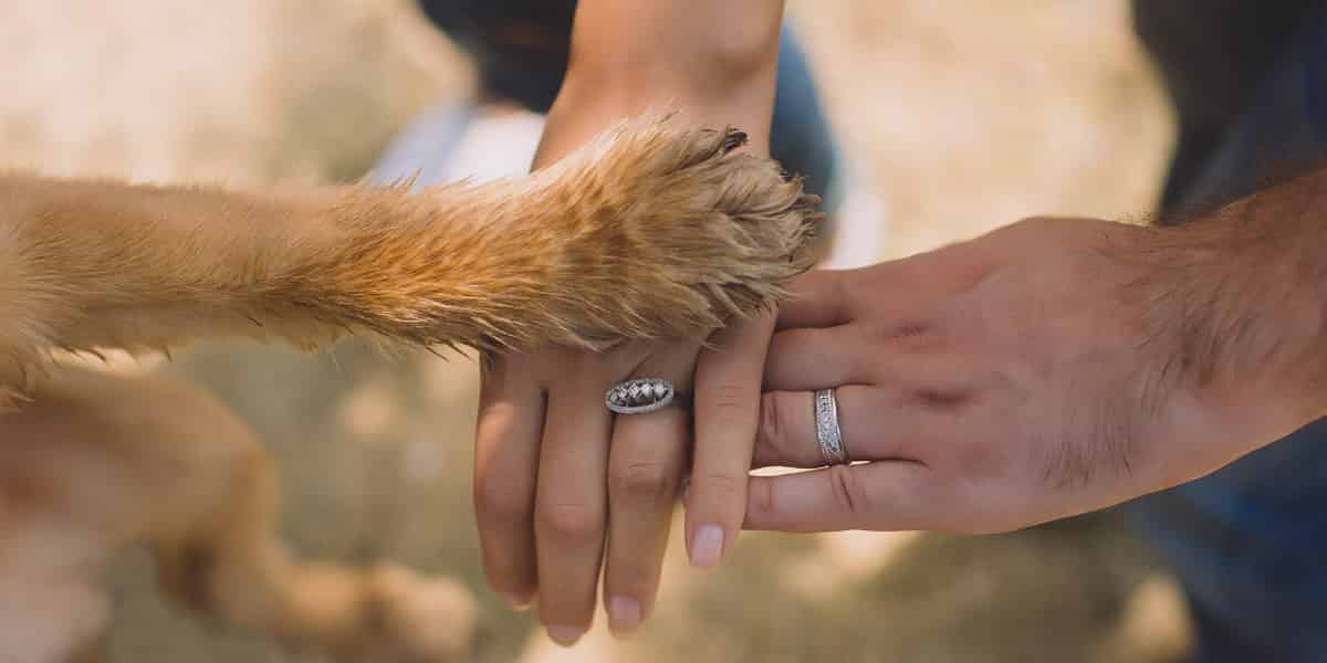 Nettoyer rapidement les pattes de son chien