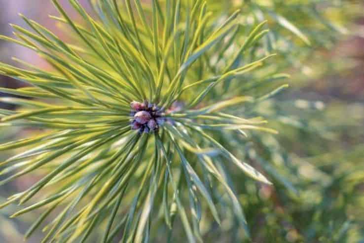 Pin des landes
