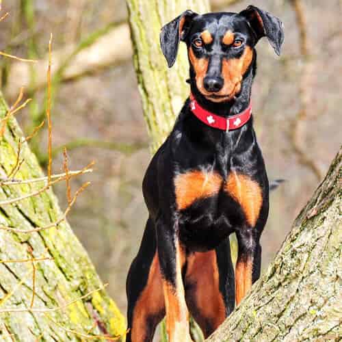 Quelles différences avec le Pinscher allemand ?