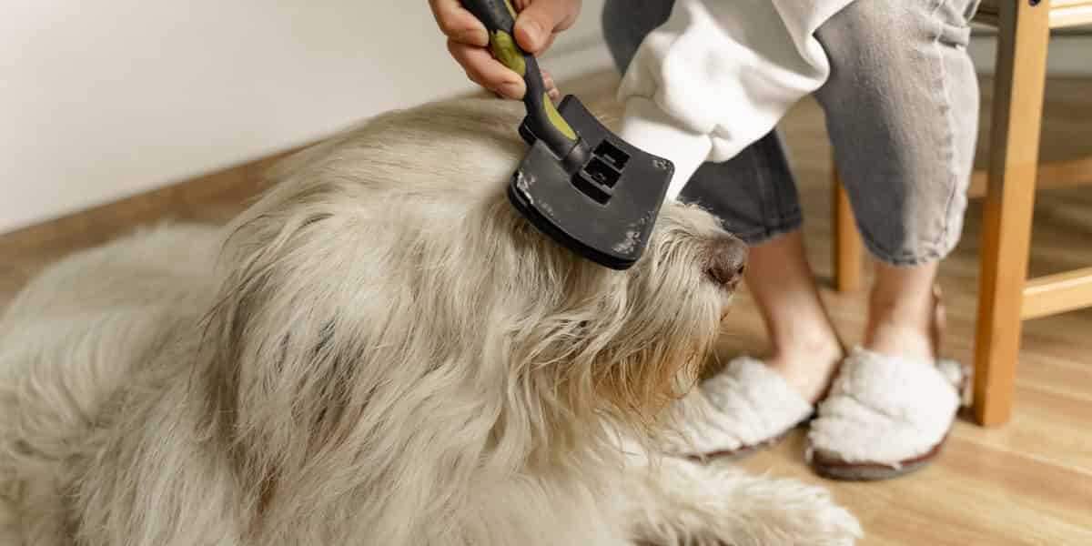 Combien de temps pour que les poils de mon chien repoussent ?