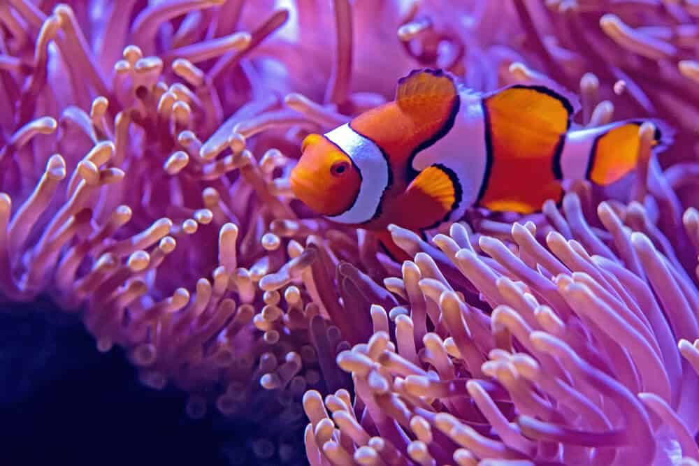 Poisson clown mignon