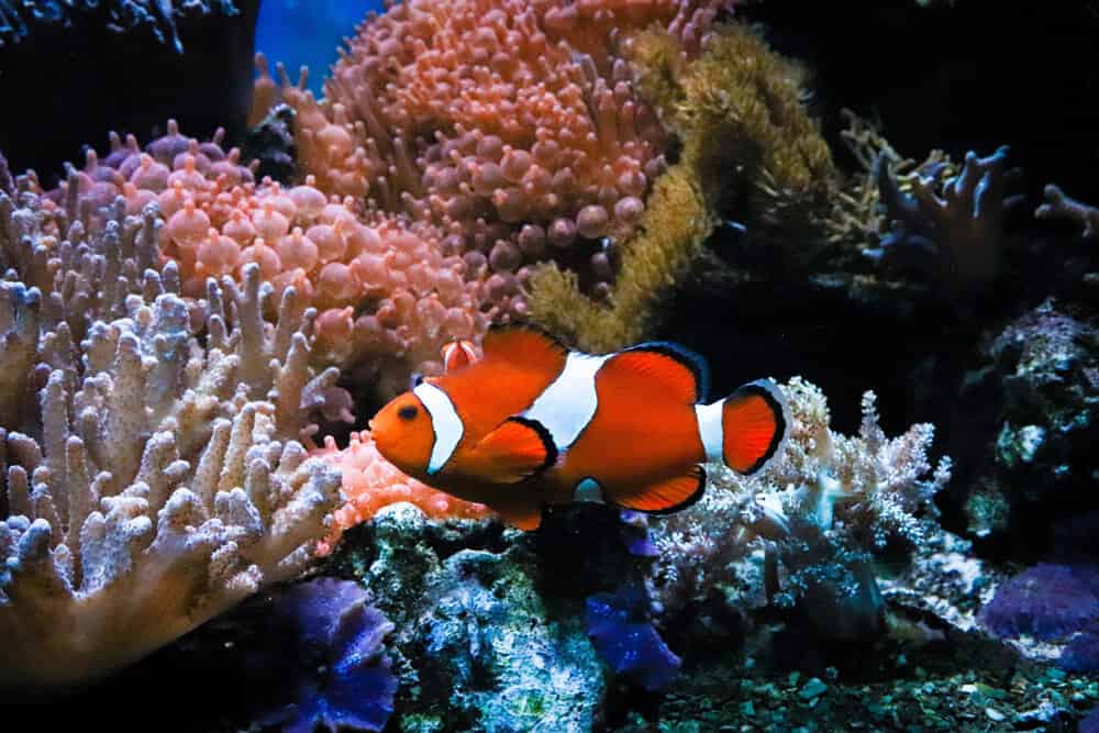 Poisson clown mignon