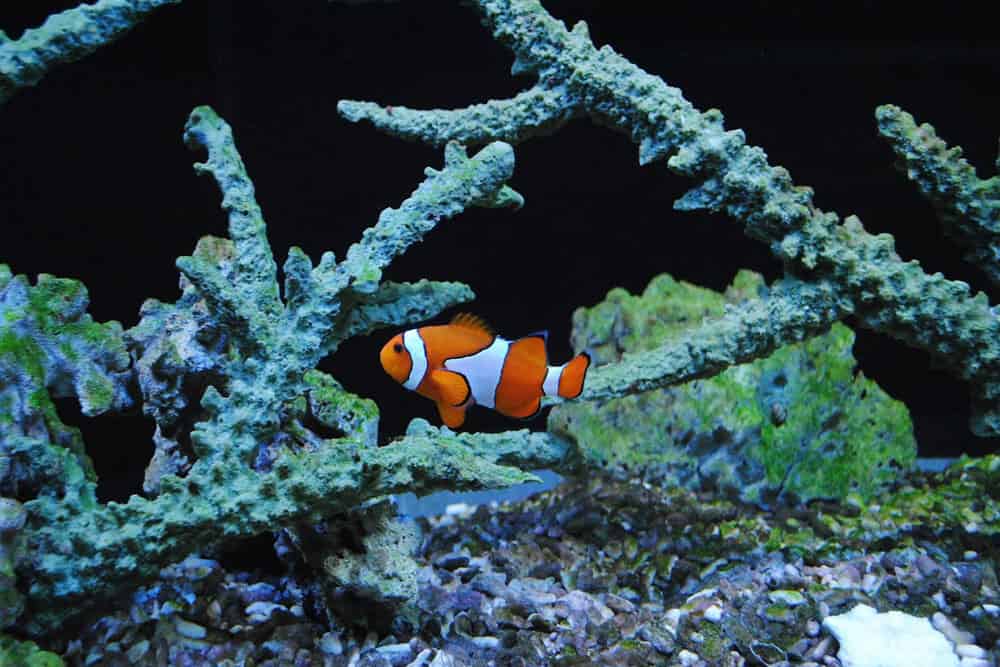 Poisson clown mignon