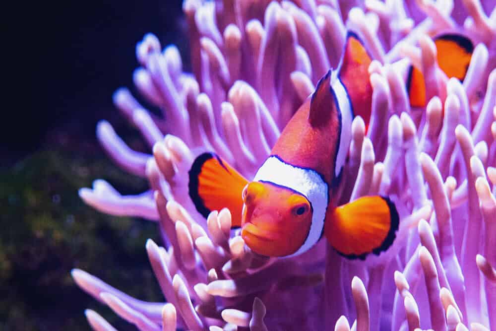 Poisson clown mignon
