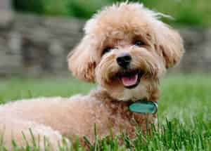 Pourquoi tondre son chien ?