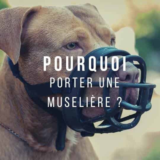 Pourquoi faire porter une muselière à son toutou ?