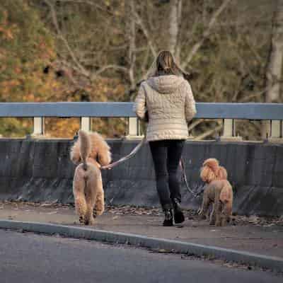 Comment promener deux chiens en laisse ?