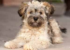 Quand tondre son chien ?