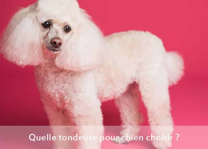 Quelle tondeuse pour chien choisir ?