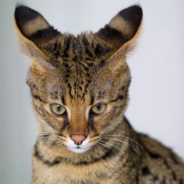 Savannah