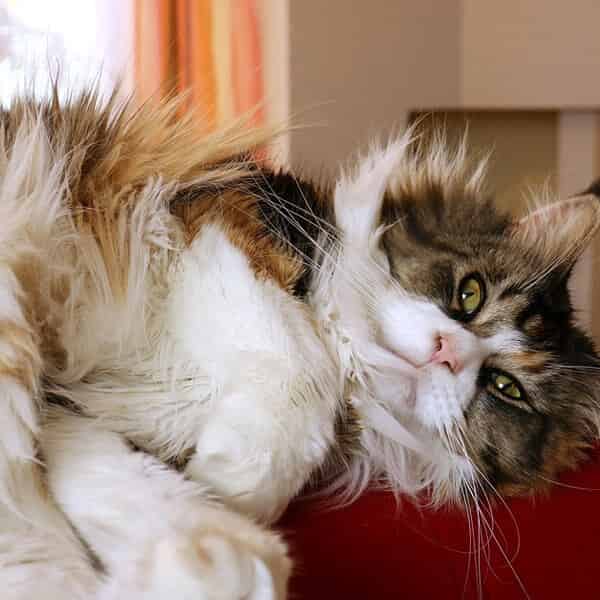Maine Coon