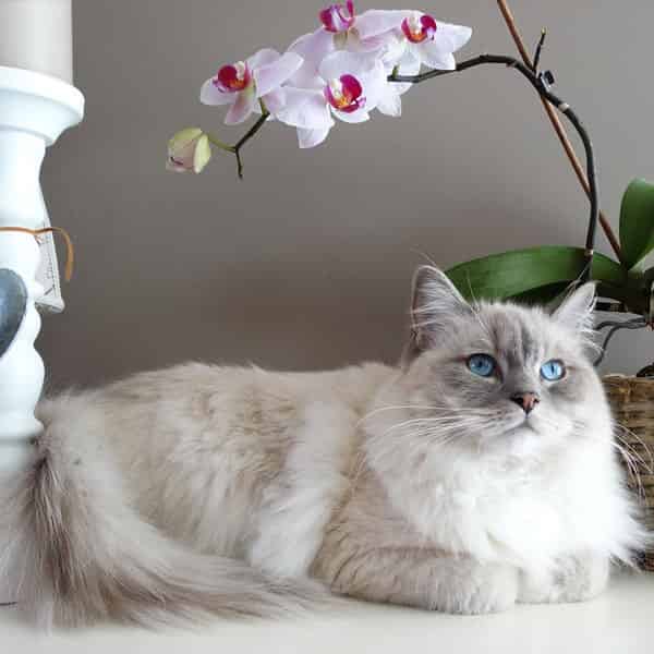Ragdoll