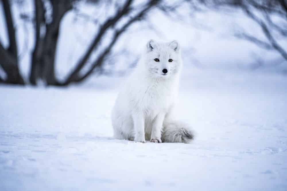 Renard polaire mignon