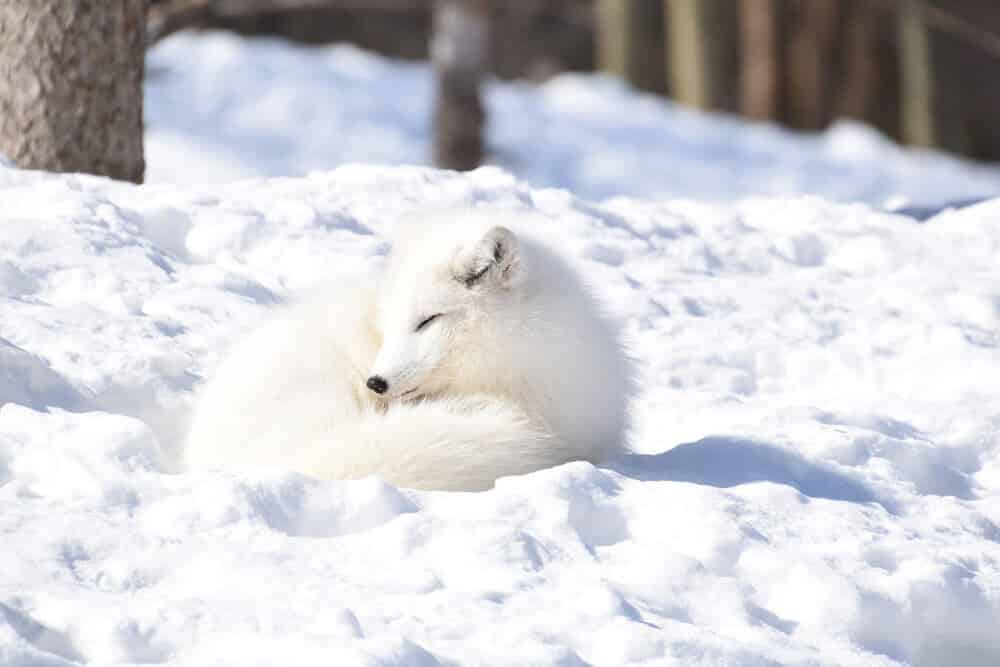 Renard polaire mignon