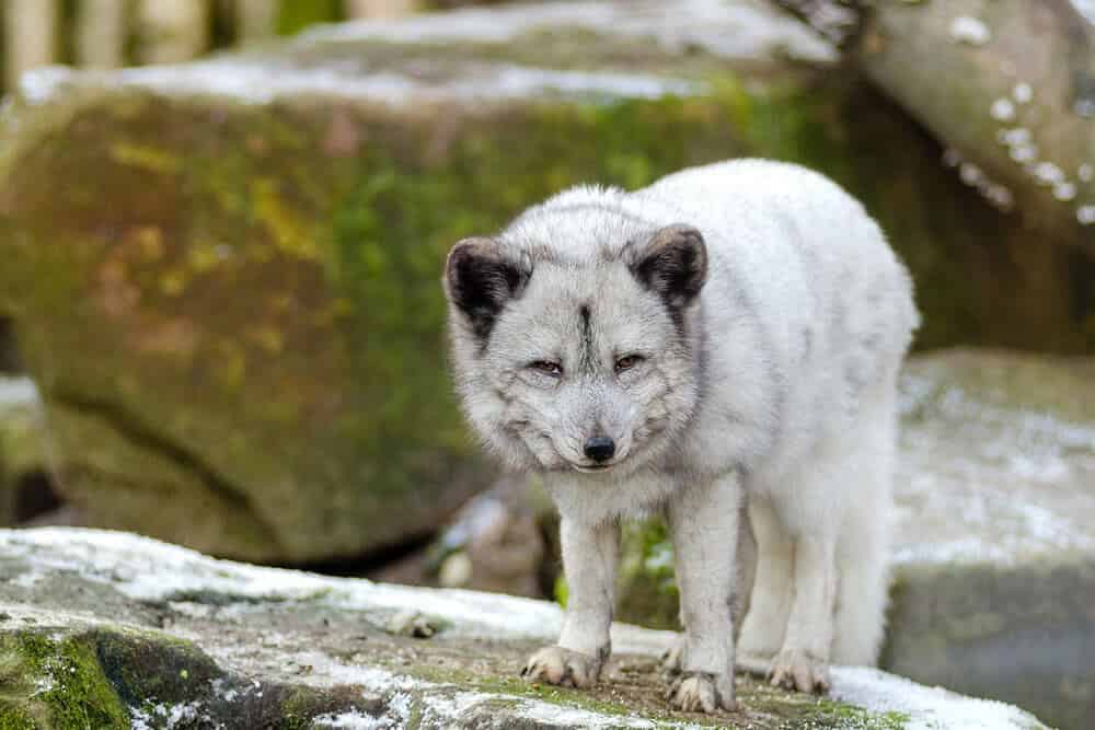 Renard polaire mignon