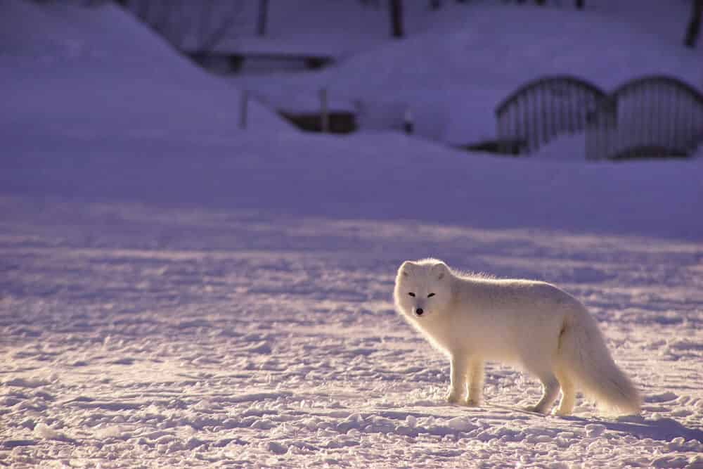 Renard polaire mignon