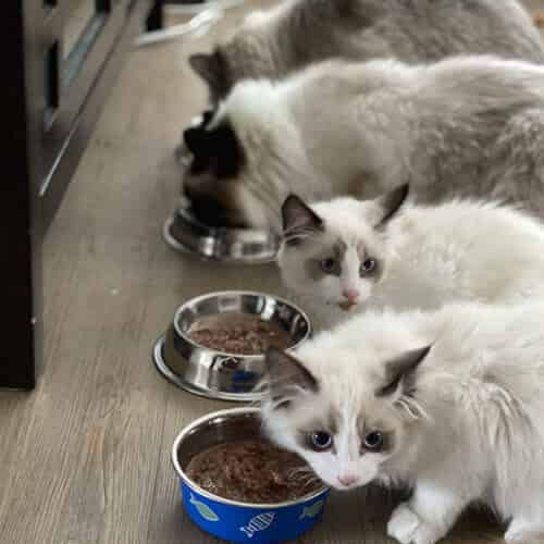 Le lait, une boisson difficile à digérer pour les chats
