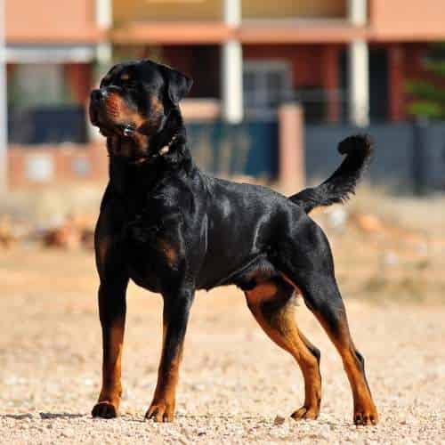 Catégorie 2 : est-ce que la muselière est obligatoire pour les Rottweilers ?