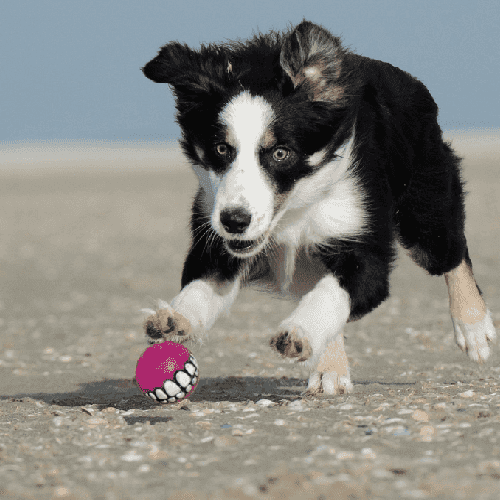 Le Border Collie : conseils et astuces pour un compagnon de route