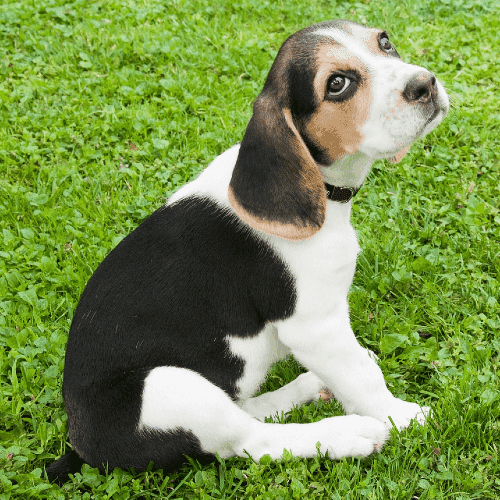 chiot beagle