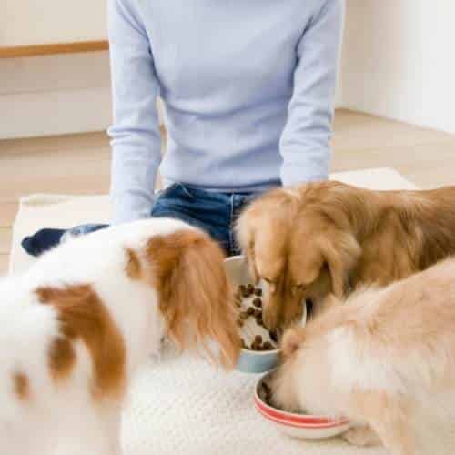 Comment refaire la flore intestinale du chien naturellement ?
