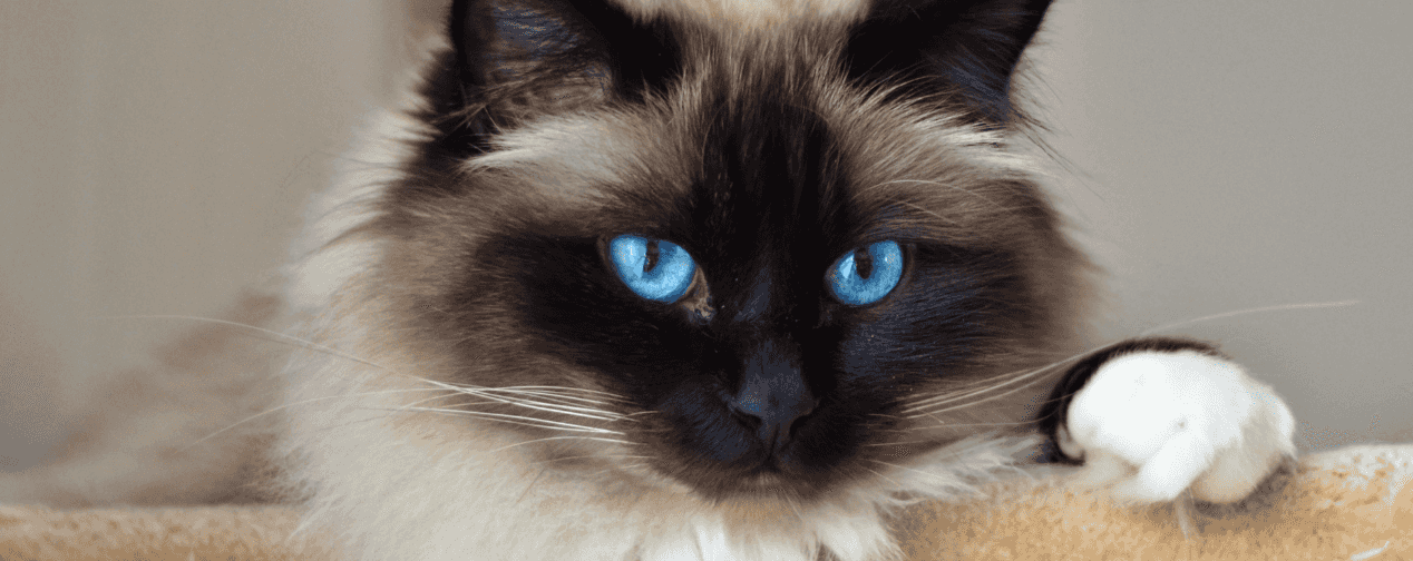 catégorie chat