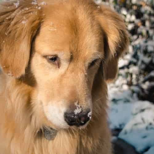 chiot golden retriever