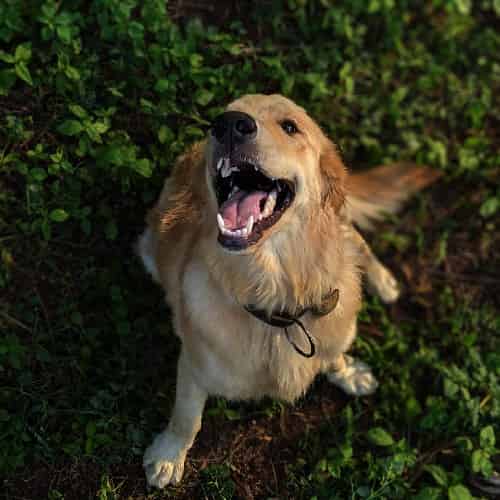 chiot golden retriever