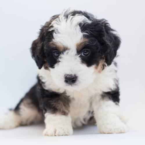 Bernedoodle tricolore au pelage bouclé dans un jardin