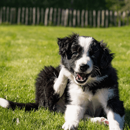Le chiot border collie : l’importance de son éducation