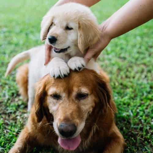 chiot golden retriever