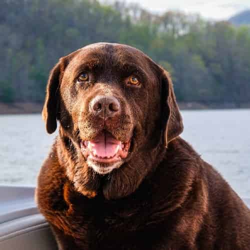 planque dentaire chez le chien